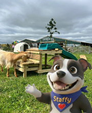 Staffy at Lower Drayton Farm