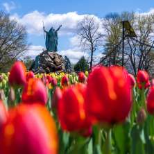 Tulips in Washington Park