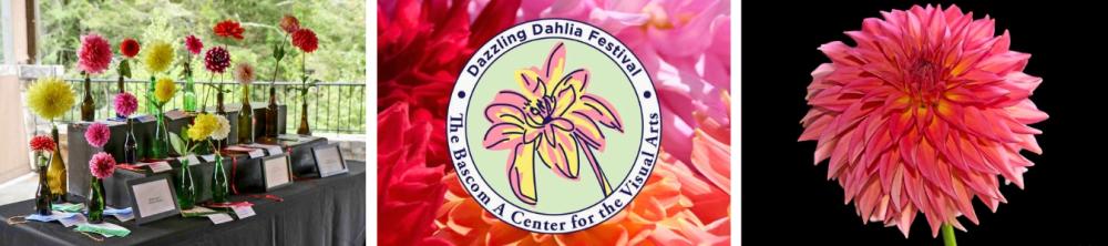 Dahlia Festival Collage