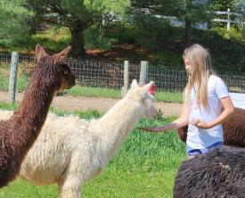 Girl at Country Vale Alpacas with hand extended feeding cute alpaca