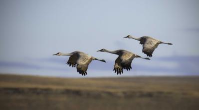 Teri Elmshaeuser cranes