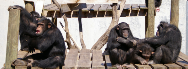 chimp haven