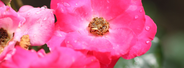 american rose center