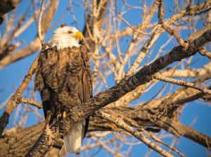 Eagle in Tree Lake Ogallala landscape