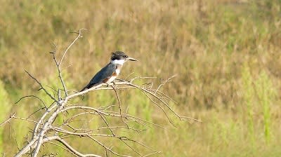 Belted Kingfisher Noble County Birding