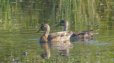 Mallard Ducks | Noble County Birding