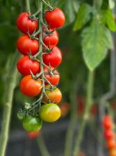 Lakeview Hill Farm Tomatoes