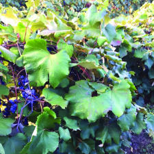 Grapes in vineyard - Heineman