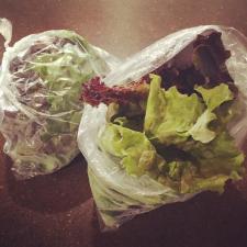 Cedar Sol Hydro Farm Heirloom Lettuce