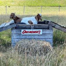 Gallagher's Goats