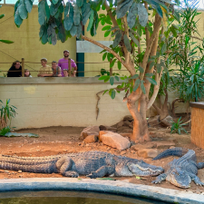 Picture of the Alligators at Clyde Peeling's Reptiland