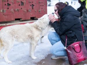 Hug a Huskey at Winter Festival