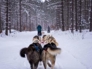 Wolfsong Adventures in Mushing