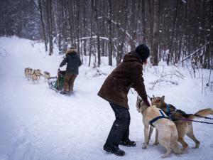 Wolfsong Dog Sledding