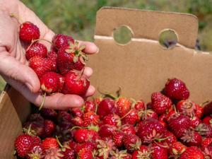 Strawberry Picking 2025