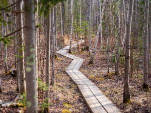 Sea Caves Board Walk