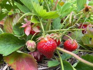 Strawberry Plant