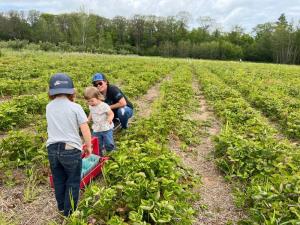 Family Picking Strawberries
