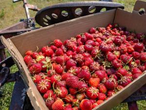 Strawberries on a Tractor