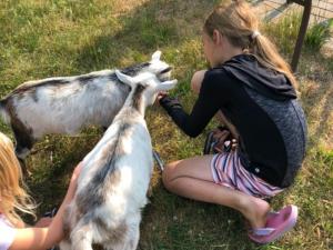 Apple Festival Petting Zoo