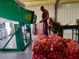 Apples going in Machine (800x600)