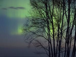 Aurora Through the Trees