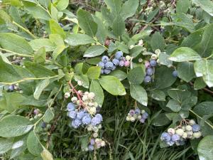 Blueberry Bush at Rockey Acres