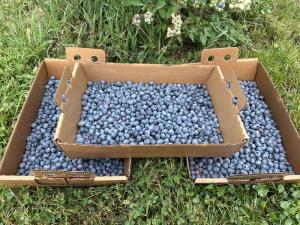 Blueberry boxes filled with fruit