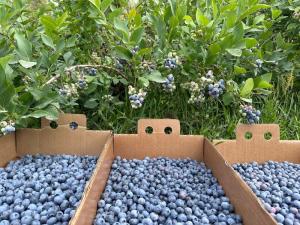 Blueberry bush and boxes