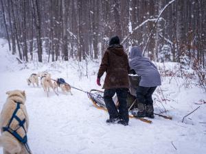 Dog Sledding