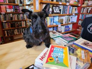 Dog Buying Books at Honest Dog Books