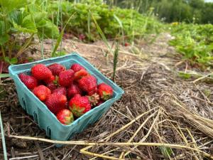 Bayfield Strawberries
