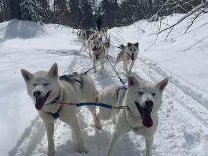 Dog Sledding Wolfsong Adventures