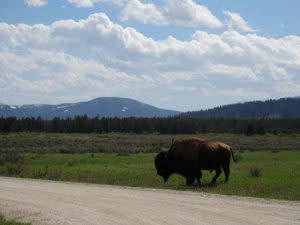 Bison in west yellowstone