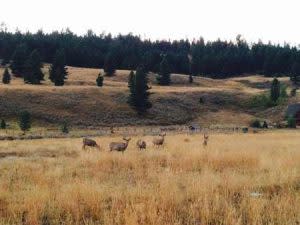 Deer Near Firelights | Photo: Alex Mansfield