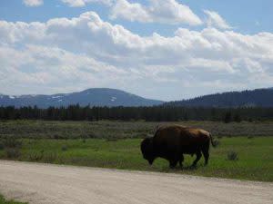 Bison In West Yellowstone | Photo: D. Lennon
