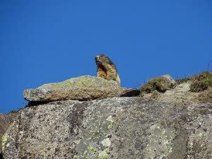 Marmot On The Rocks | Pixabay Image