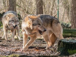 Two wolves pixabay image