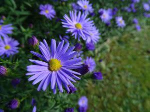 Aster | Pixabay Image