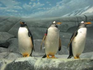 TripAdvisor_Best Aquariums in the World_TN Aqua 1