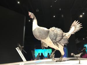 COSI evolution Dinosaurs to birds display