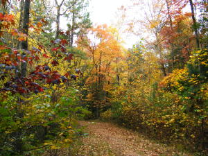 Sweetgums Fall leaves