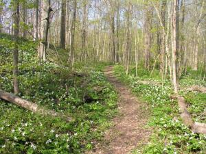 Nature Hike | Noble County