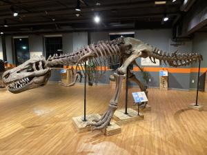 Dinosaurs: Fossils Exposed