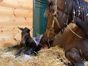 To the Moon Alice with Uncle Mo filly