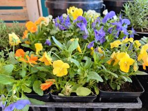 Farmers Market Flowers