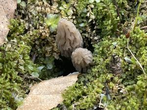 Morel Mushrooms