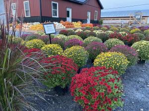Flowers & Pumpkins at North Hill Orchard & Supply
