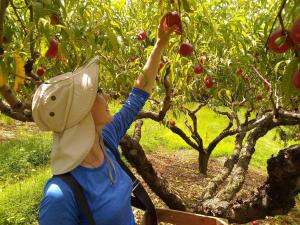 Picture of girl plucking ripe fruit from a tree at Green's Fruit Farm