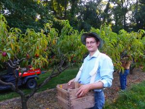 Man with wooden crate harvesting produce at Green's Fruit Farm